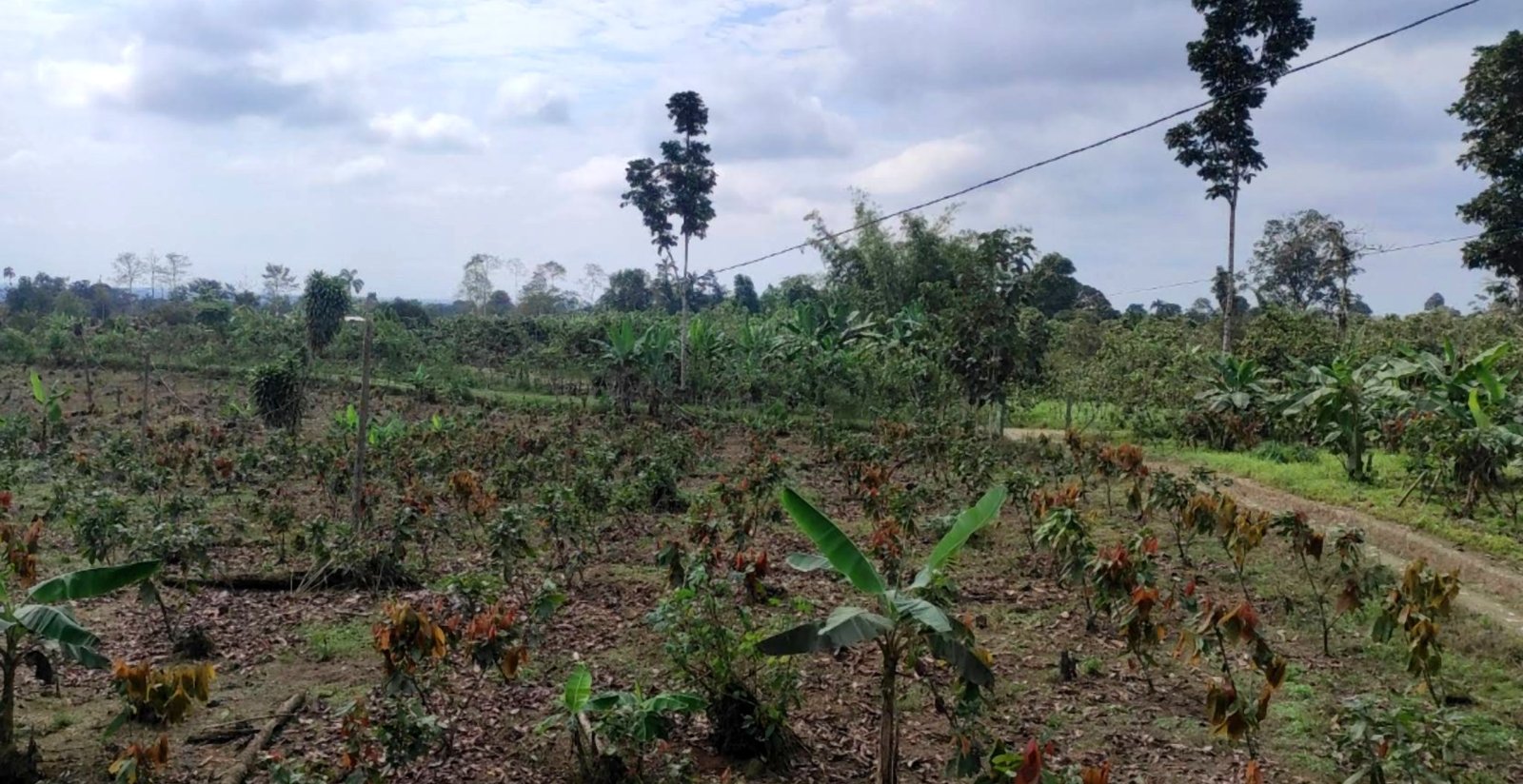 Granja agrícola cacaotera